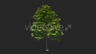 Tree Collections | Motion Graphics - Envato elements