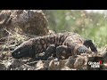 Ozempic: How a Canadian scientist and a venomous lizard paved way for popular diabetes drug