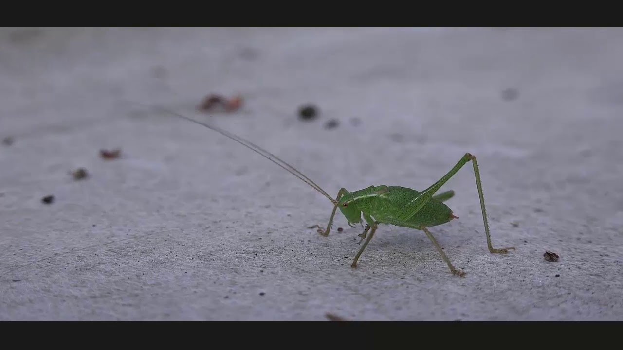 Three Best Beautyful  Field Cricket   Beautiful  Field cricket video compilation