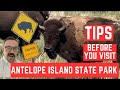 Antelope island state park everything you need to know