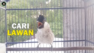 burung kutilang BAHAN, OMBYOKAN Langsung NYAUT dan GACOR Dengan PANCINGAN Kutilang GACOR Ini