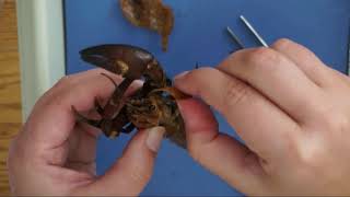 Crayfish Dissection