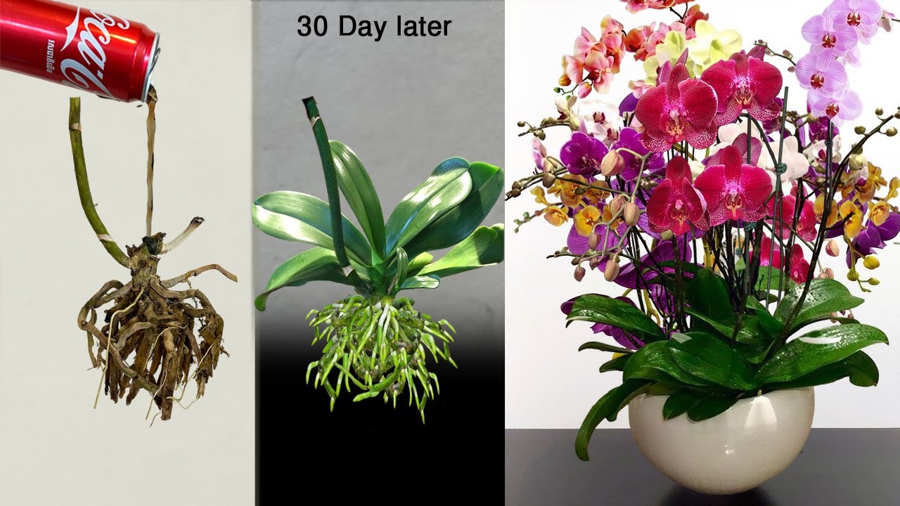 How to Care Orchids Withered Using Coca Cola and Hormone new to Orchids