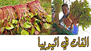 جودة القات في دولة اثيوبيا Catha edulis