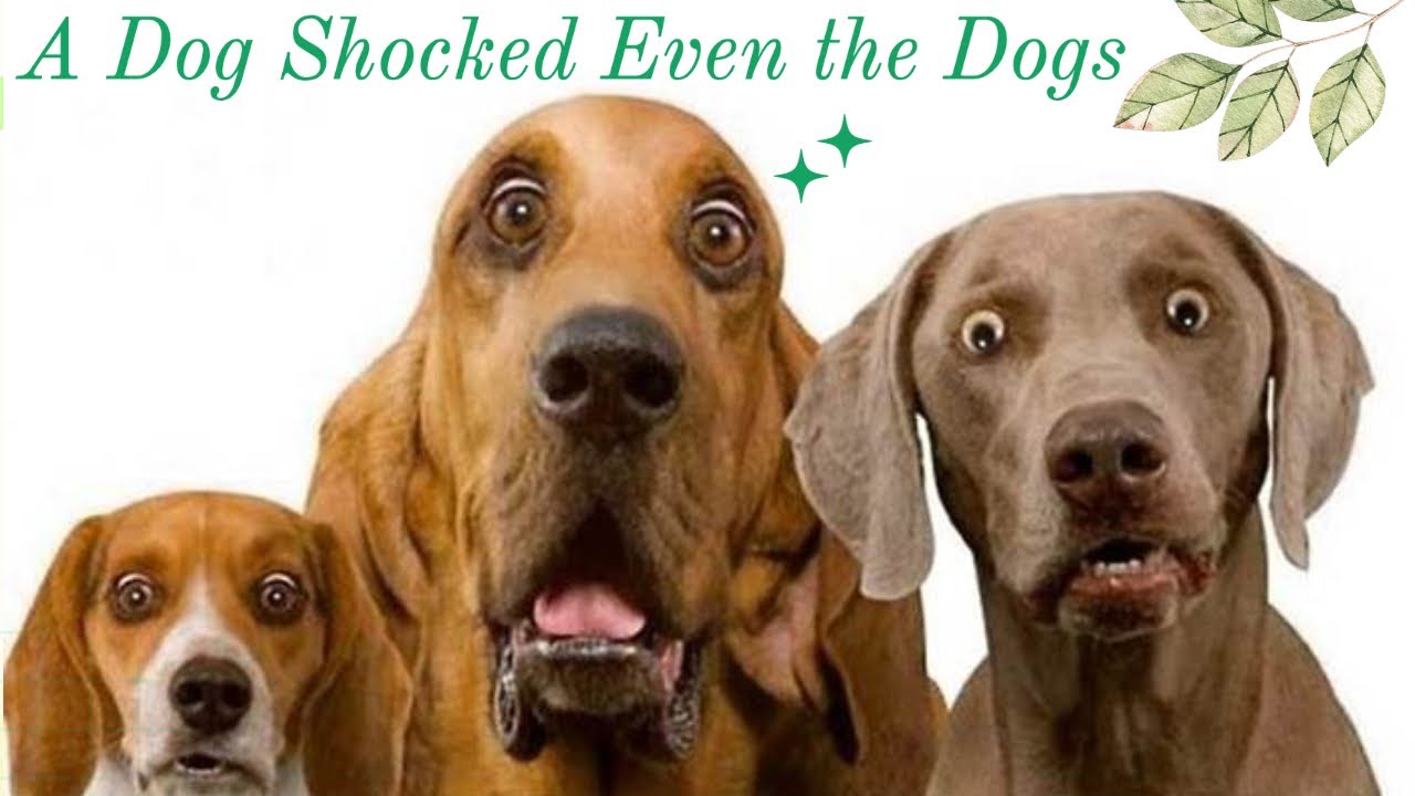 A Dog Shocked Even the Dogs!!! YouTube