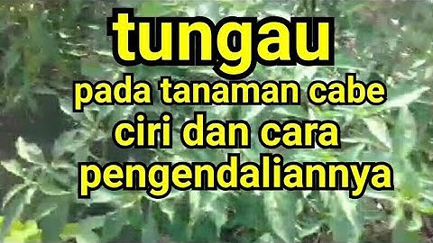 tungau pada tanaman cabe : ciri dan cara pengendaliannya