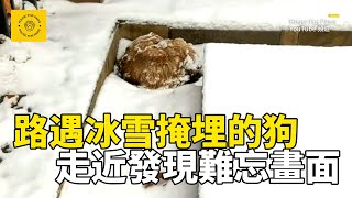 被大雪覆蓋凍得直哆嗦的狗狗怎麽勸說都不離開它能找到屬于自己的幸福嗎