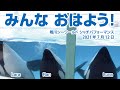 みんな　おはよう【2021年7月12日朝のシャチたち】Orca performance, Kamogawa Sea World, Japan