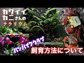 テラリウムでジュエリーのようなカニを飼育する/野生のドワーフクラブを観察→飼い方見直したいってことで伝えたいポイント３つ共有します【バンパイアクラブ飼育】