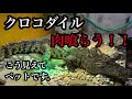 【音フェチ】Pet is a crocodile！！