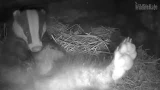 Badger scratching close up  6th April