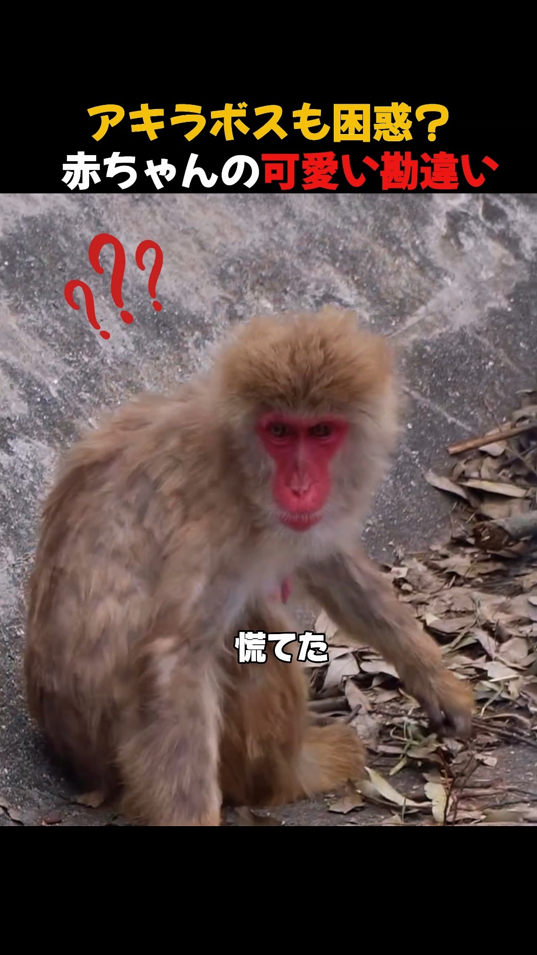 Even the Boss is confused? | A baby's adorable mistake