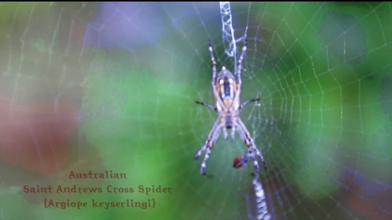 Saint Andrews Cross Spider (Argiope keyserlingi)