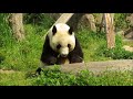 タケノコをバリバリ食べるパンダ2018年4月22日