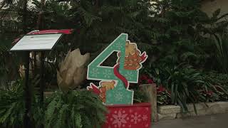 On the 4th Day of Winter: Four Falling Cones