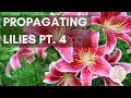 Propagating Lily Bulbs Part 4 - Pretend Cut Flower Farm