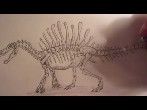 How to draw a Spinosaurus skeleton part 2. - YouTube