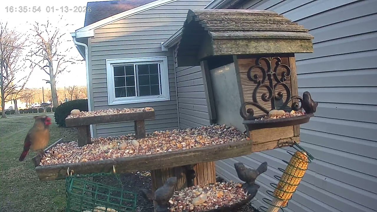 Busy Backyard Visitors 🐦🐿️ Birds & Squirrels Take Over the Feeder!