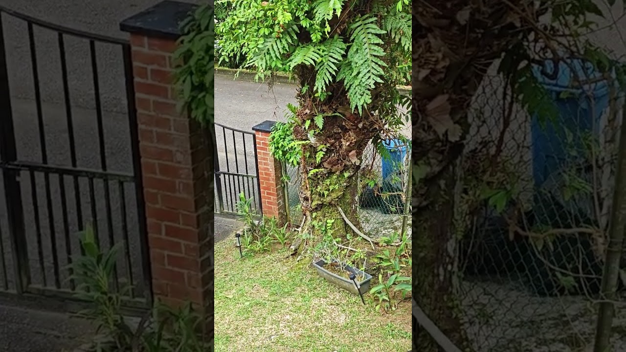 The Story of the Lost Squirrel 🐿️. What a great love!