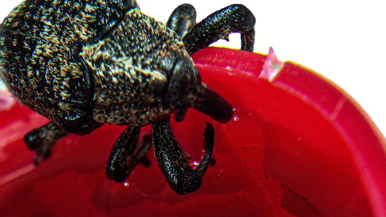 Что будет, если дать долгоносику кока-колу?