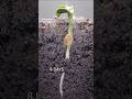 Pea growing underground