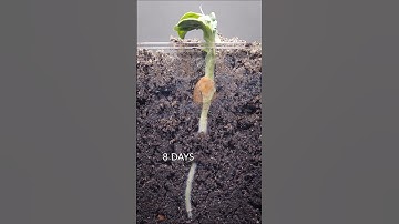 Pea growing underground