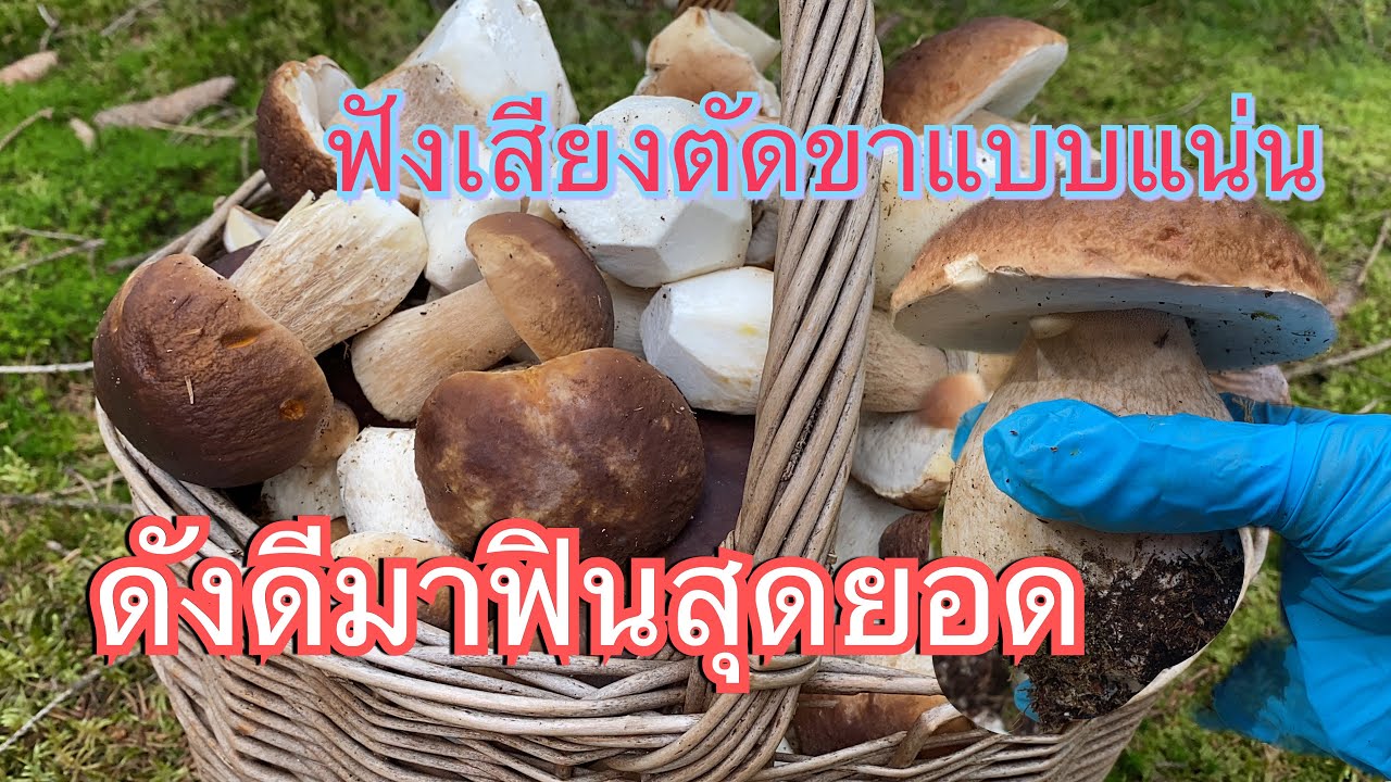 งัดแป๊บเดียวล้นตะกร้า # พักตัดขาแป๊บ # ต้องโทรเรียกแฟนมาขนเห็ด # ตัดขาดังแน่นฟินๆๆ.27/8/23.