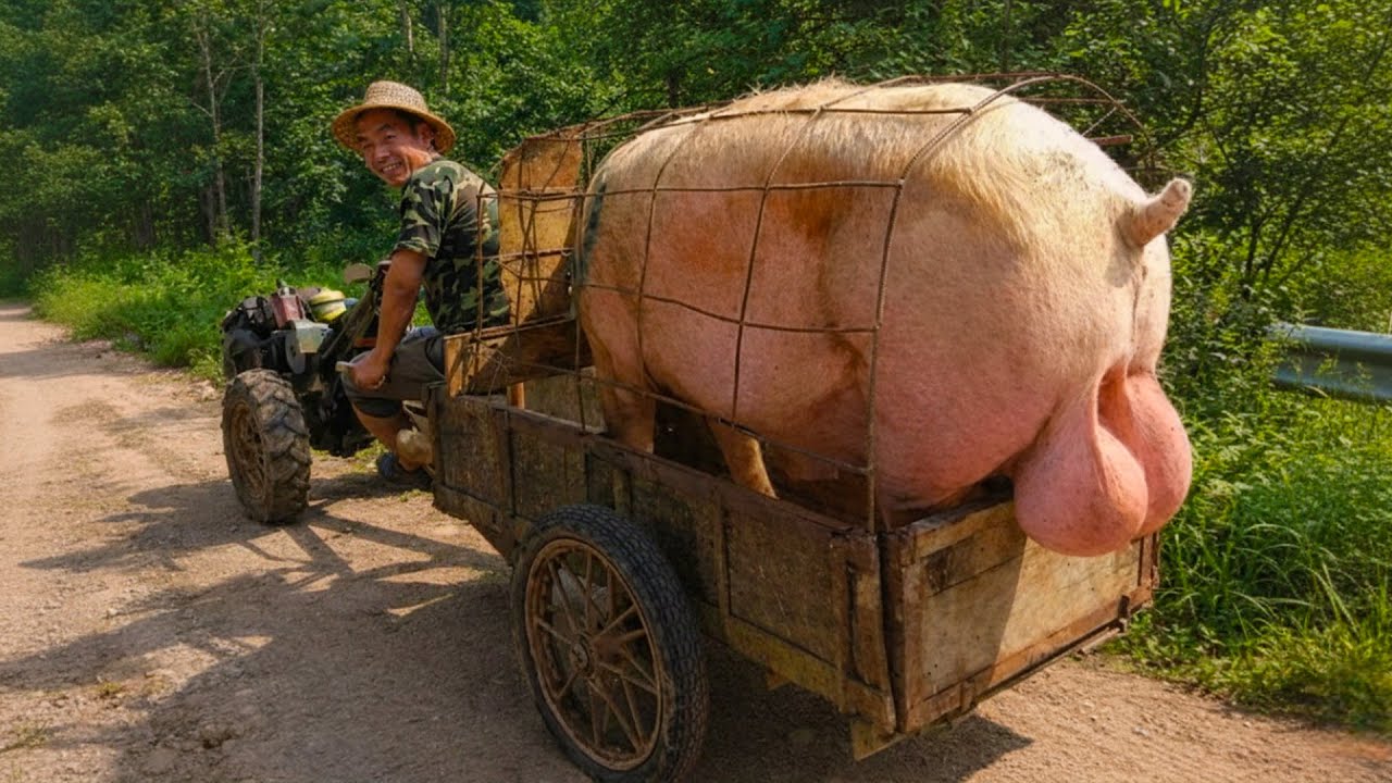 15 Самых Уникальных И Необычных Пород Свиней Мира Которые Шокируют Внешностью