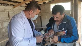 Tavukları Hastalıktan Korumanın Yolu / 5 li karma aşısı yapılışı