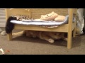 Котокафе &quot;Котики и Люди, кошка загнала кота под кровать, полная ржака.