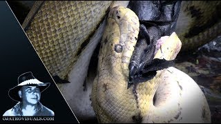 Python Eats Invasive Muscovy Duck 01