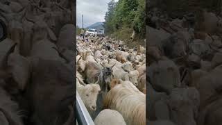 rebaño de cabras y ovejas