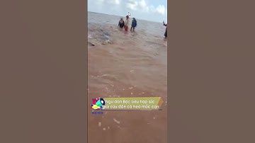 Ngư dân Bạc Liêu hợp sức giải cứu đàn cá heo mắc cạn| Tin Tức Dân Sinh