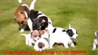 1  Jack russell pups video by Mario 1,410 views 10 years ago 59 seconds