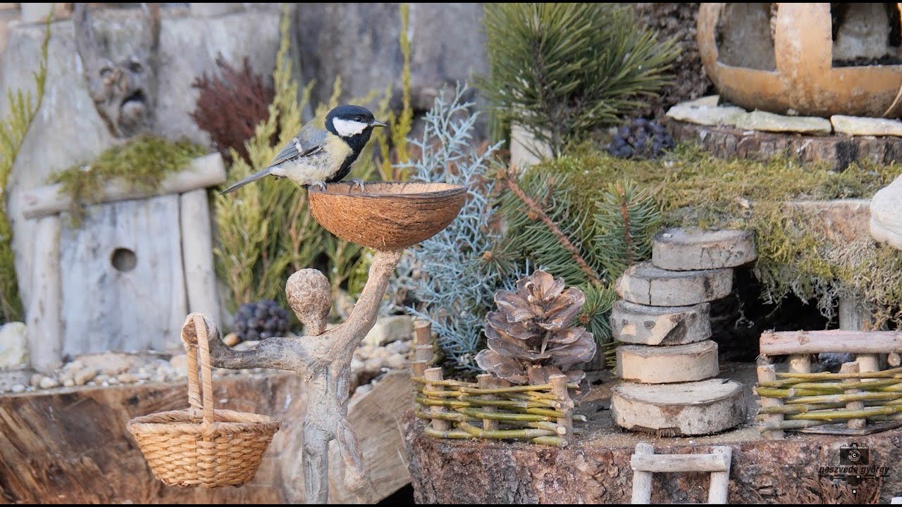 Manófalvi cinkék az etetőn