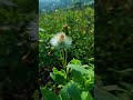 A Quiet moment in nature | Stress relief | Relaxing nature 🌸 | Natural sounds 🍃 | Nature | Peaceful