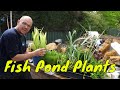 10 Fish Pond Plants - Examples of Aquatic Plants with Names