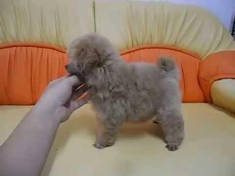 grey teacup poodle