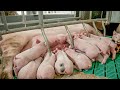 Amazing modern baby calf born method - Incredible automatic cow pig farming processing technology