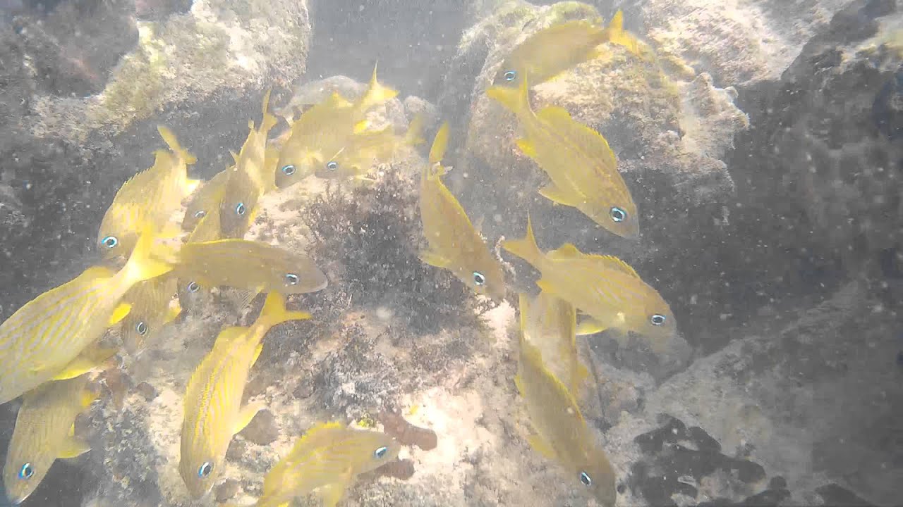 Snorkeling Bahia Honda State Park Florida Keys Tons of Fish YouTube