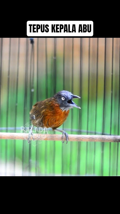 MASTERAN TEPUS KEPALA ABU #baladakicau #tepus #tepuskepalaabu