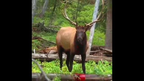 Great shot hunting elk