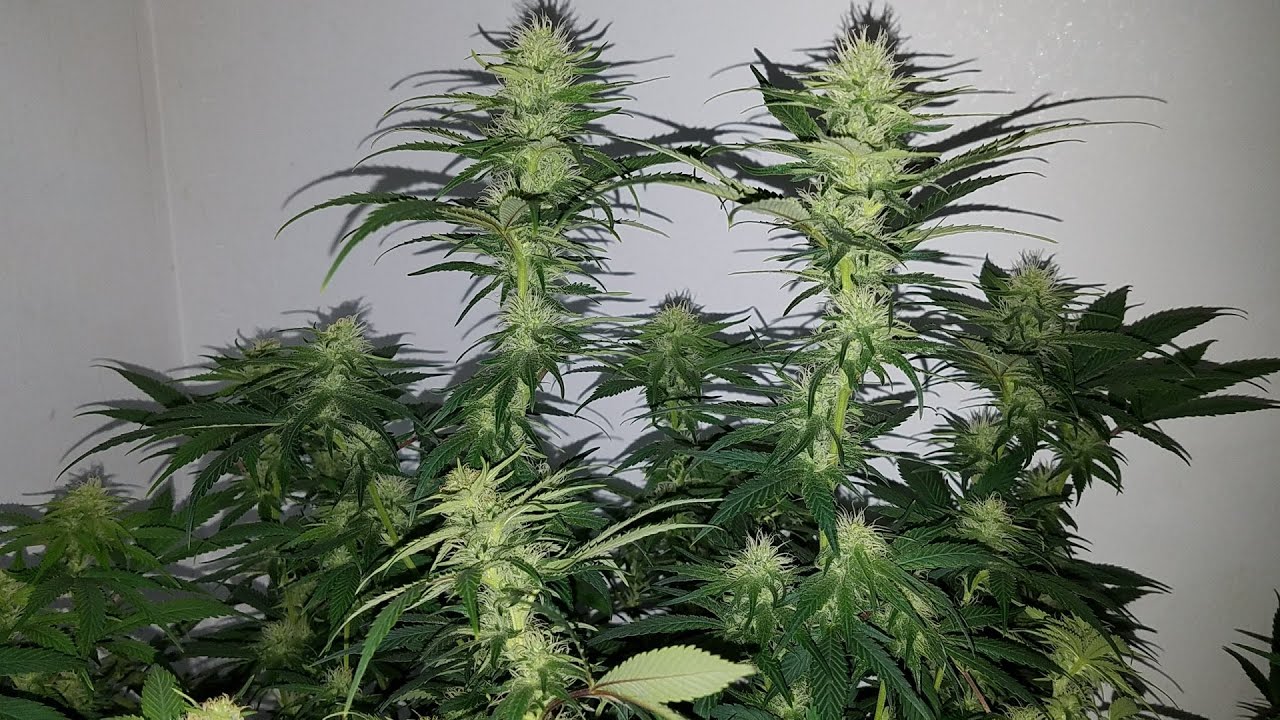 Organic Grow with Foxfarm Ocean Forest & Mars Hydro SP 150 - Day 21 of Flower - Defoliation -