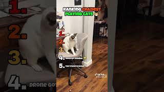 Famous These Cats Have TOO Much Energy 😹 Net Worth
