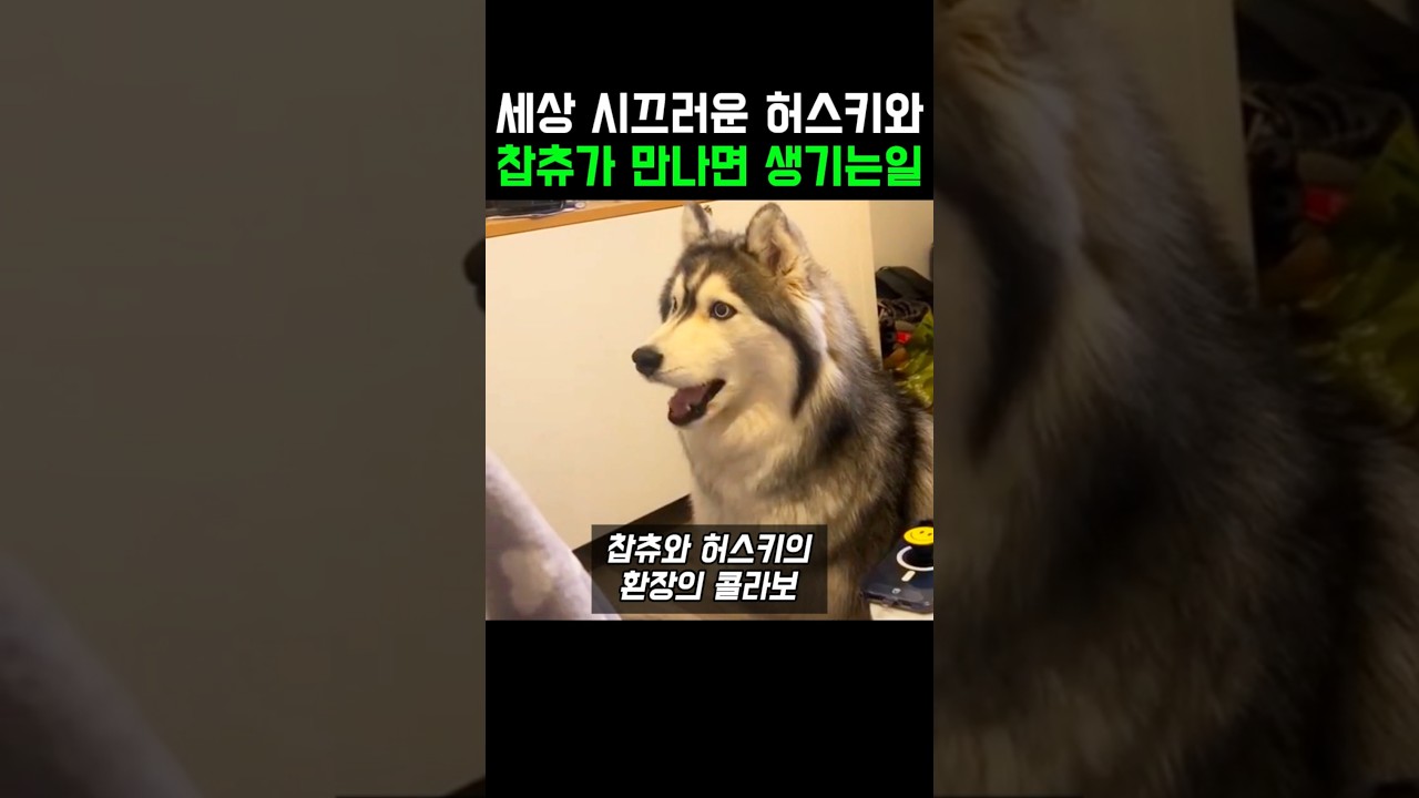 세상 시끄러운 허스키와 찹츄가 만나면 생기는일