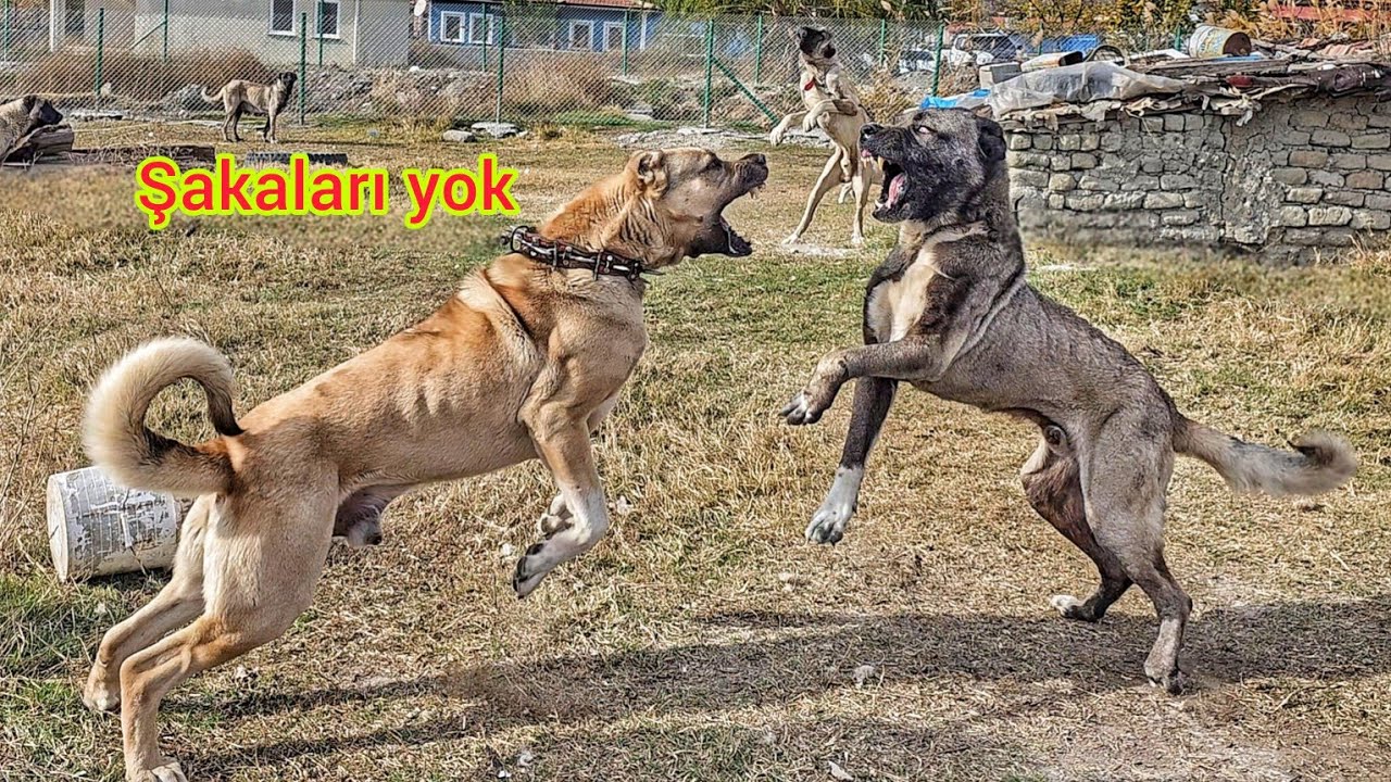 KEŞİ EFSANE KÖPEKLERİN YANINA GÖTÜRDÜM ~DİŞİLER BİR ANDA ORTALIĞI KARIŞTIRDI