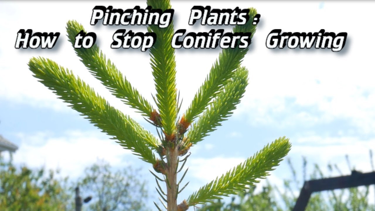 conifers plant