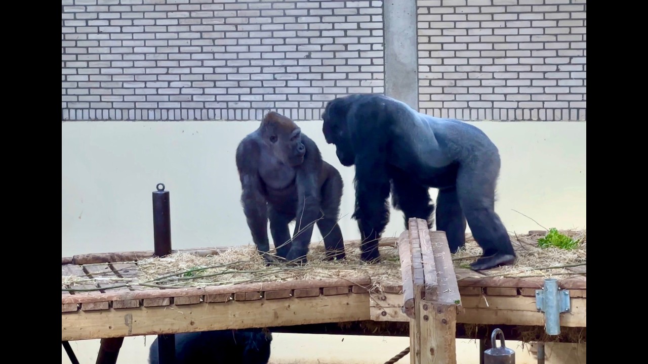 Which Female is Viking most interested in?  🎬 TODAY