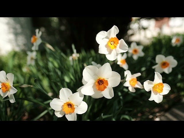 Garden Views Daffodils
