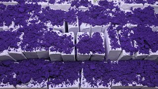 Extra soft gymchalk crushing Dark purple Holi color | oddly satisfying | ASMR  screenshot 2